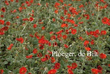 Potentilla atrosanguinea