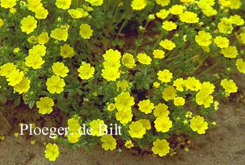 Potentilla aurea