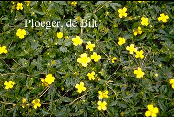 Potentilla erecta