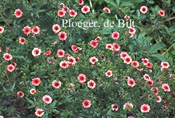 Potentilla nepalensis 'Miss Willmott'