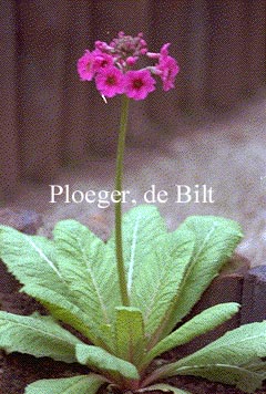 Primula beesiana