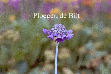 Primula capitata ssp. mooreana