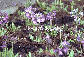 Primula denticulata