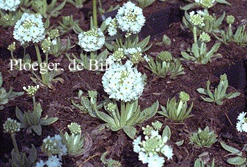 Primula denticulata 'Alba'