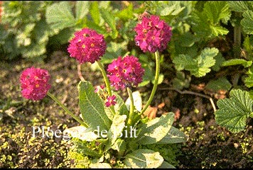 Primula denticulata 'Rubin'