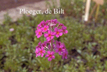 Primula japonica