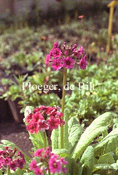 Primula japonica 'Miller's Crimson'