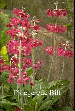 Primula pulverulenta