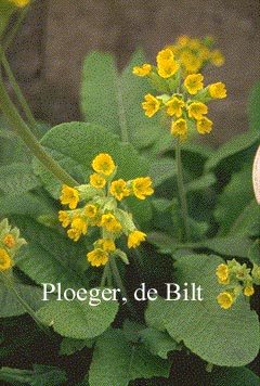 Primula veris