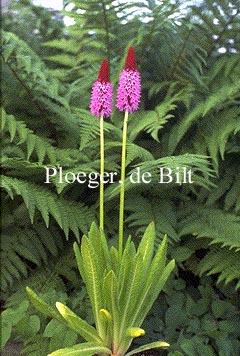 Primula vialii