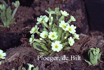 Primula vulgaris