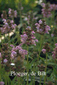 Prunella webbiana 'Rosea'