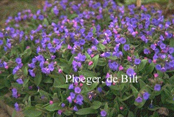 Pulmonaria angustifolia