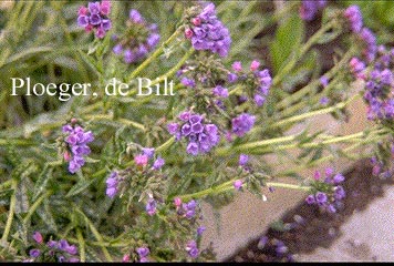 Pulmonaria longifolia 'E.B. Anderson'