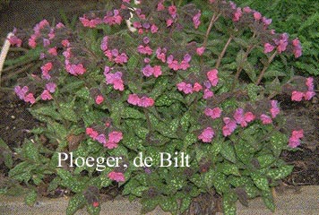 Pulmonaria saccharata 'Mrs. Moon'