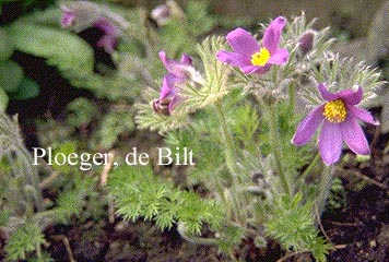 Pulsatilla vulgaris