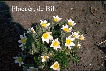 Pulsatilla vulgaris 'Alba'