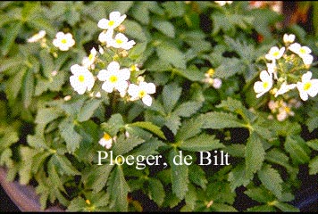 Ranunculus aconitifolius