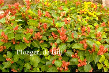 Fallopia japonica compacta