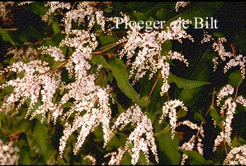 Persicaria polymorpha