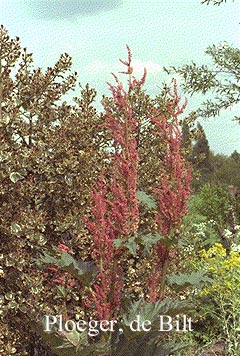 Rheum palmatum tanguticum