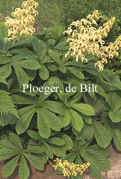 Rodgersia aesculifolia