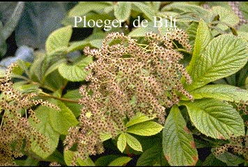 Rodgersia pinnata