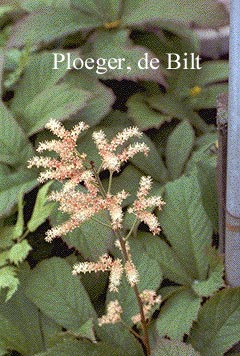 Rodgersia pinnata 'Elegans'