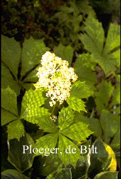 Rodgersia podophylla