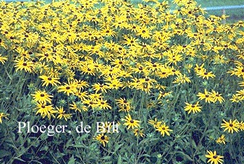 Rudbeckia fulgida var. speciosa