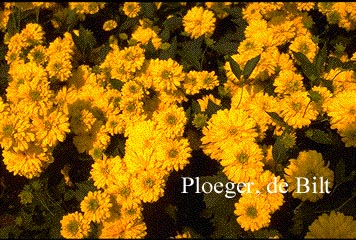 Rudbeckia laciniata 'Goldquelle'