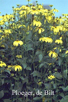 Rudbeckia nitida 'Herbstsonne'