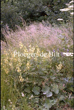 Salvia glutinosa