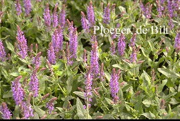 Salvia nemorosa 'Blauhuegel'