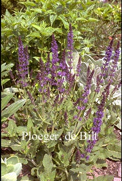 Salvia nemorosa 'Mainacht'