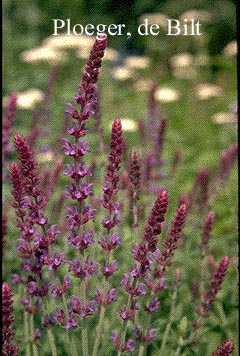 Salvia nemorosa 'Ostfriesland'