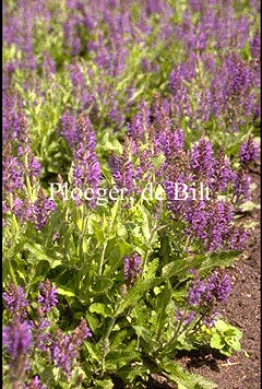 Salvia nemorosa 'Rügen'