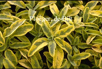 Salvia officinalis 'Icterina'