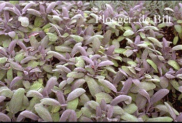 Salvia officinalis 'Purpurascens'