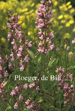 Salvia officinalis 'Rose Selectie'