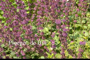 Salvia verticillata 'Purple Rain'