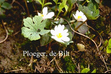 Sanguinaria canadensis