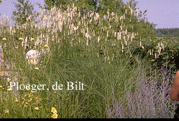 Sanguisorba tenuifolia 'Alba'