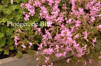 Saponaria lempergii 'Max Frei'