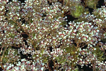 Saxifraga cotyledon 'Southside Seedling'