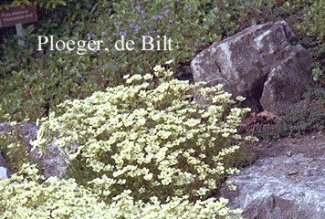 Saxifraga hypnoides