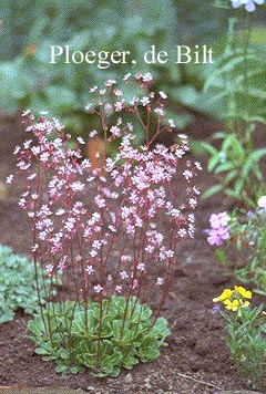 Saxifraga umbrosa 'Clarence Elliott'