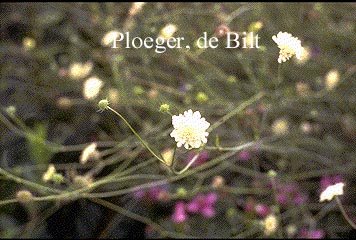 Scabiosa ochroleuca