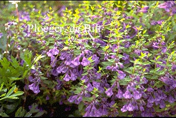 Scutellaria scordiifolia