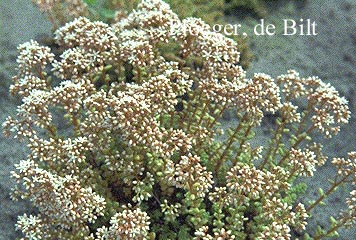 Sedum album